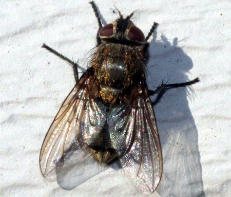 Cluster fly