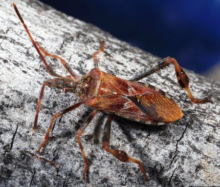 Western conifer seed bug