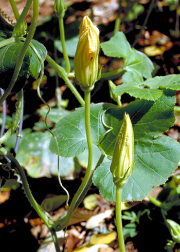 Male cucurbit flower