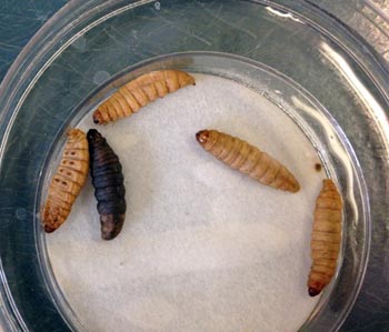 Ward's® Live Waxworms (<i>Galleria mellonella</i>)