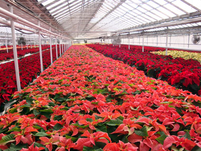 Poinsettias