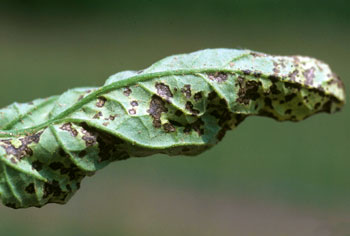 Bacterial spot on tomato