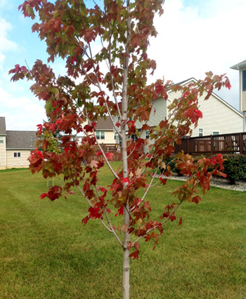 Red maple