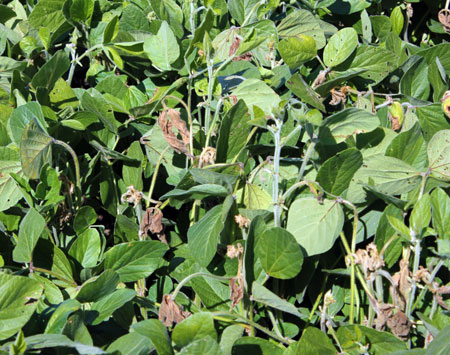 Top dieback Top dieback