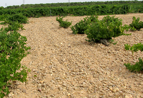 100-year-old vineyard in Spain