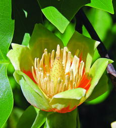 Tulip Tree flower