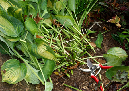 Cutting back perennials