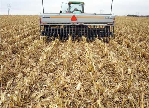 Standing corn stalks remaining after operating a properly configured no-till drill 