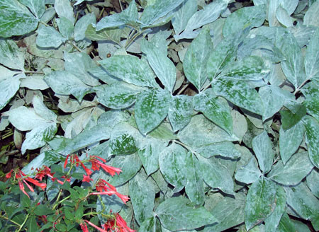 Mildew on peony