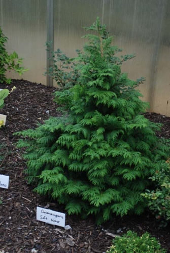 Dig in now to plant a living Christmas tree - MSU Extension