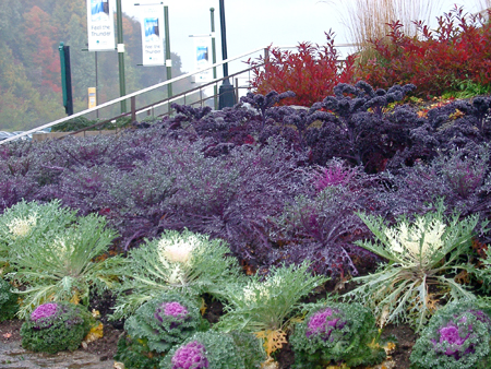 Peacock Kale