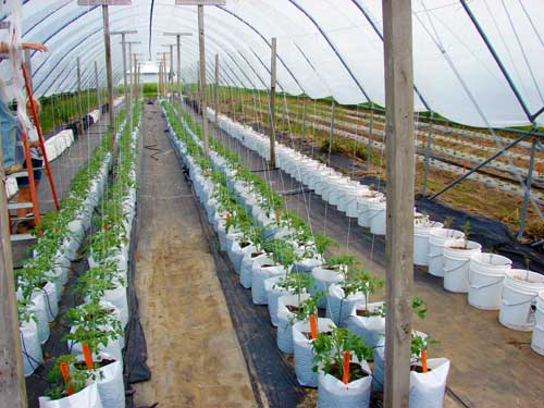 Container-grown tomatoes