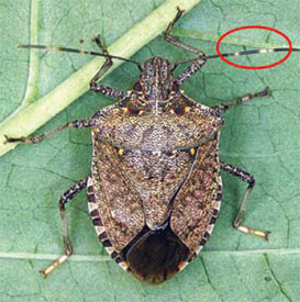 brown marmorated stink bug