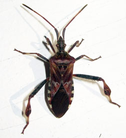 western conifer seed bug