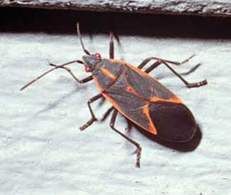 boxelder bug