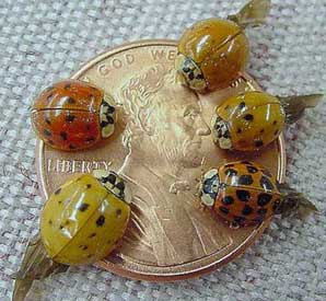 Asian lady beetle.