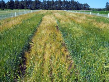 Malting barley variety trial