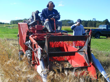 Malt barley plot harvest