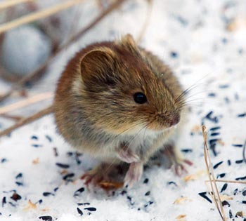 Vole Yard Damage