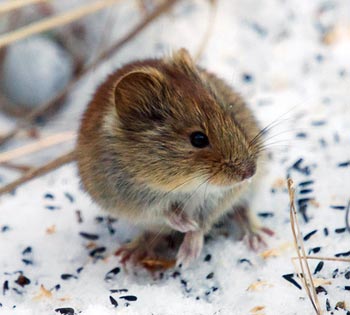 Vole