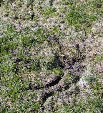 Vole tunneling