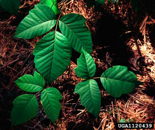 Leaves Leaves