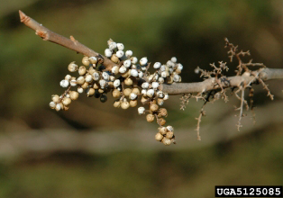 Berries Berries
