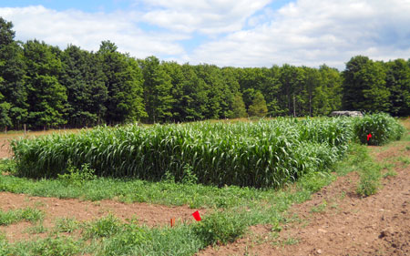 U.P. cover crop trials