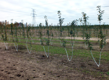 Double branch apple trees