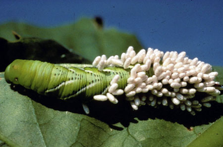 Tomato hornworm