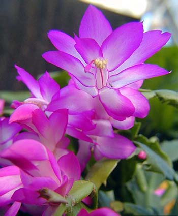 The secret to getting a Christmas cactus to bloom: temperature and