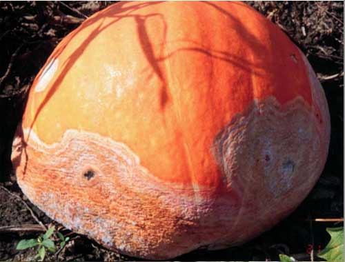 Phytophthora capsici Phytophthora capsici