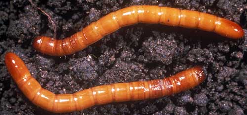 Wireworm larvae Wireworm larvae