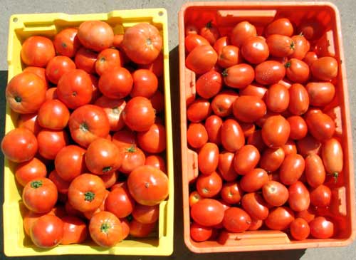 Ripe tomatoes