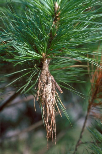 Bagworms