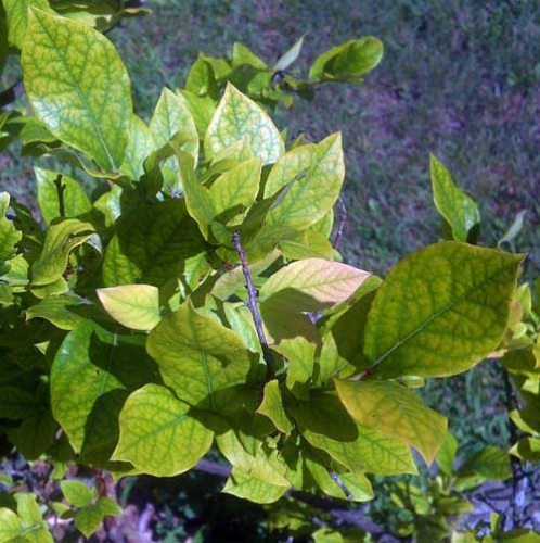 Iron chlorosis