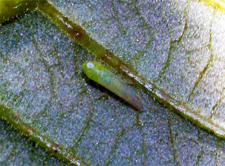 Adult potato leafhopper