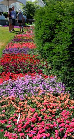 View of the MSU trial annual gardens