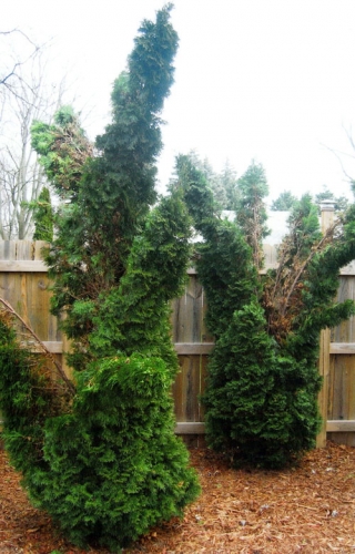 Snow damage to arborvitaes