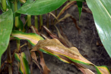 Corn crop short of nitrogen