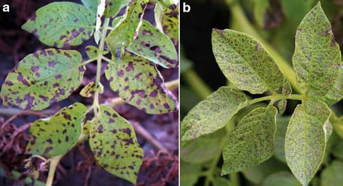 Early blight and brown leaf spot Early blight and brown leaf spot