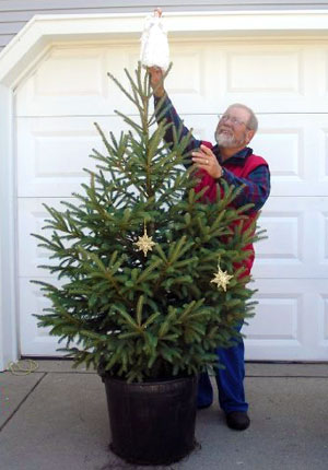 enjoy a living christmas tree for years to come msu extension potted christmas plant