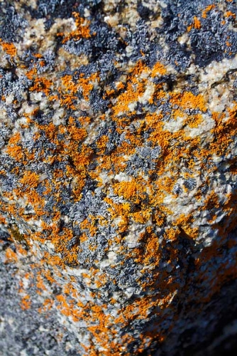 Crustose lichen