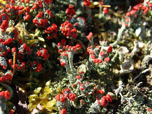 Fruticose lichen