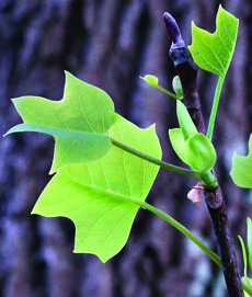 Liriodendron tulipifera leaves