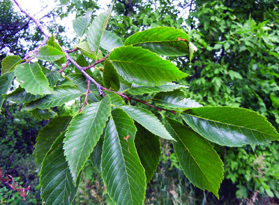 Ulmus americana