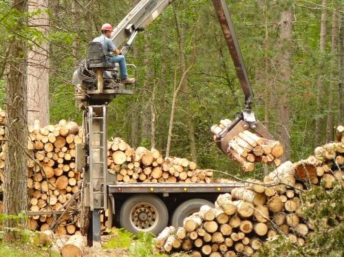 Forest operations, loading sorted products for transport.