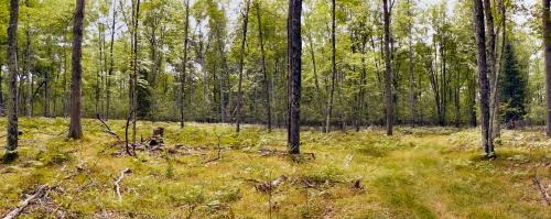 Post-treatment in a mixed species forest stand.