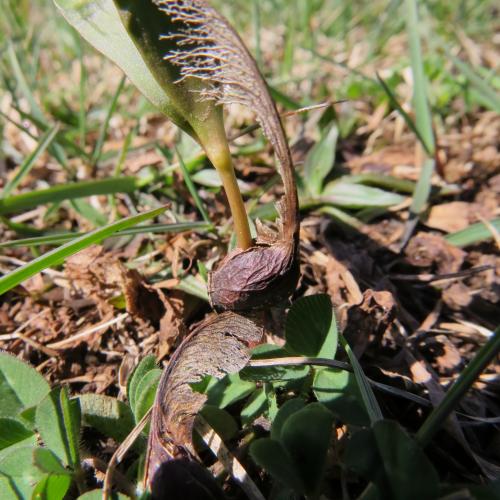 A new sugar maple seedling may not be able to survive warmer and drier soils associated with drought events. 