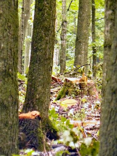 Recent selection harvest in a northern hardwood stand.